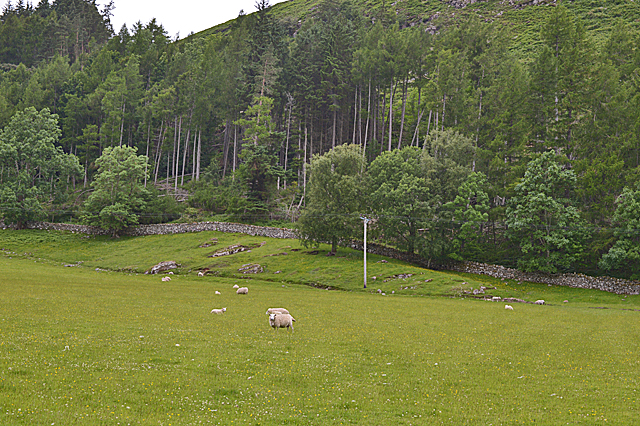 Field and forestry near Auchlunachan
