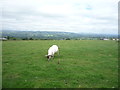 Grazing north of Mellor Lane