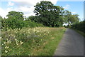 Wild flowers by the lane to Watergate Farm