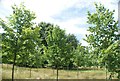 View of trees in the grounds of Strawberry Hill House #2