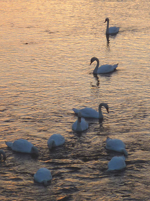 Swans feeding at Conder Bridge