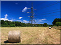 A field at Potterne Farm - summer at last!