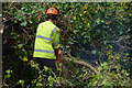 Tiverton : Fallen Tree