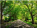 Tree Lined Avenue - Whatton in the Vale