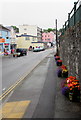 Wall flowers in Saundersfoot