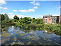 River Kennet at Eddington Bridge