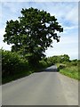 Oak tree beside the road