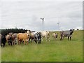 Cattle beside Droverhouse Lane