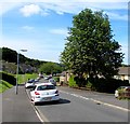 Tree on a corner, Graig Wood Close, Newport