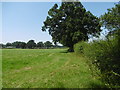 Footpath seen from Mill Lane