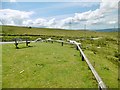 Mynydd y Betws, sheep