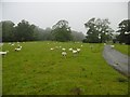 Penrice, sheep grazing