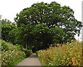 ST0605 : Huge tree near St Andrew's Wood by Roger Cornfoot