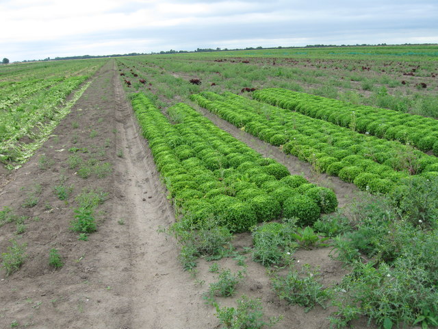 Field of lettuces