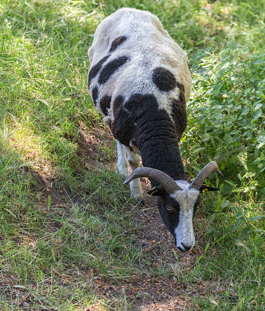 Spotty goat in Charlecote Park