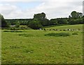 ST0605 : Pasture near Brickyard Copse by Roger Cornfoot