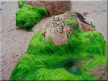 NH7358 : Seaweed at Rosemarkie by Julian Paren