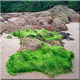 NH7358 : Rocks on the Rosemarkie shore  by Julian Paren