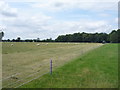 Sheep grazing off Ashby Road (B4116)