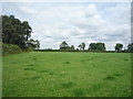 Grazing, Newton Burgoland