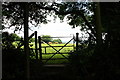 Footpath gate and cows