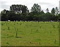 Grazing cattle, near Mutterton