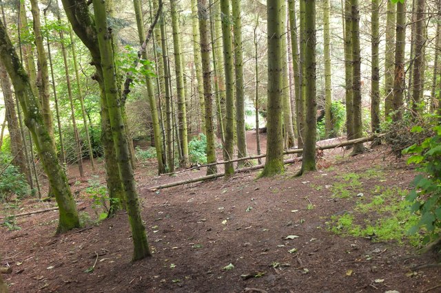 Woodland near Whitehaugh, Peebles
