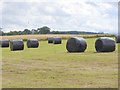 NY4334 : Field of bales near the Tilery Farm by Oliver Dixon