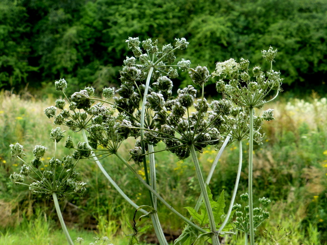 Common hogweed, Cranny © Kenneth Allen cc-by-sa/2.0 :: Geograph Britain ...