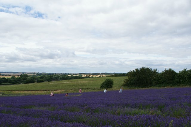 View of the rolling countryside from the top of the hill in Hitchin Lavender