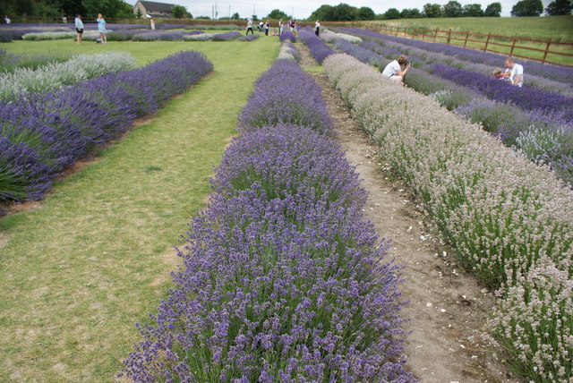 View of the lavender display area in... © Robert Lamb cc-by-sa/2.0 ...