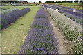 TL1832 : View of the lavender display area in Hitchin Lavender #3 by Robert Lamb