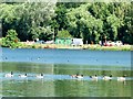 SK6139 : Canada geese on the main lake at Colwick Country Park by Graham Hogg