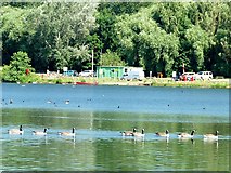 SK6139 : Canada geese on the main lake at Colwick Country Park by Graham Hogg