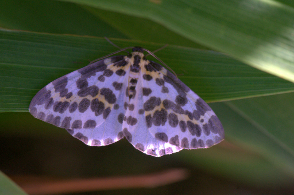 Magpie Moth (Abraxas grossulariata),... © Mike Pennington :: Geograph ...