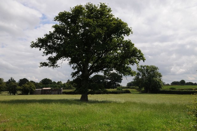 Oak tree in a field © Philip Halling cc-by-sa/2.0 :: Geograph Britain ...