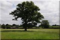 Oak tree in a field