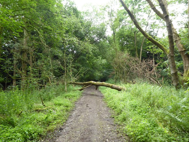 Track in Springpool Wood