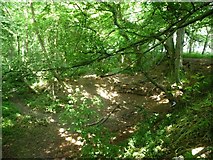 SE3742 : Dappled light, Hetchell Wood in summer by Christine Johnstone