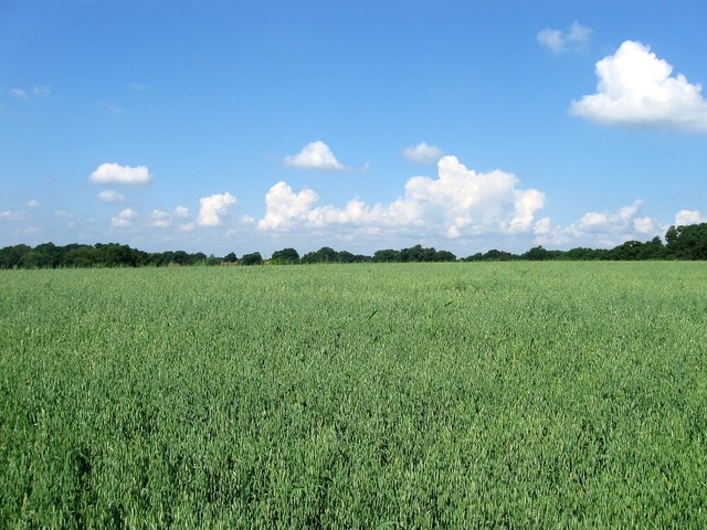 Middle Yaldens Meadow/Highhurst Field