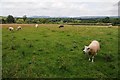 Sheep in a field