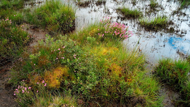 Bog between the Gruinard River and the track along the Gruinard valley