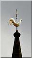 SJ8889 : St Matthew's Cock by Gerald England