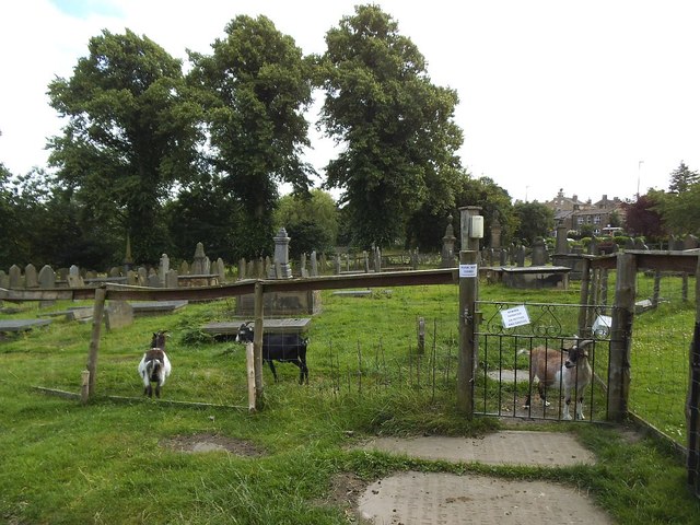 Goats in St Wilfrid's churchyard