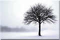 SJ9146 : Snowy Tree by Brian Deegan