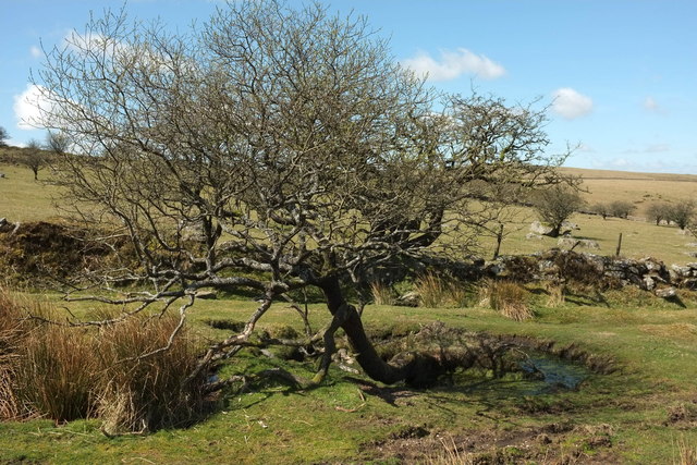 Tree near Emsworthy