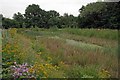 Pond Near Aragon Mews