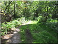 SU9586 : Permissive path in Heathfield Wood, part of Egypt Woods by David Hawgood