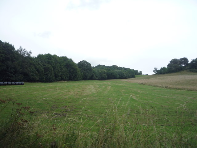 Field beside Leashaw Wood