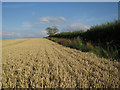 TL3354 : Wheat field by Hugh Venables
